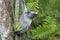 Red Colobus monkey, Jozani Forest, Zanzibar, Tanzania