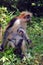 A red colobus monkey protecting her young