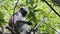 Red Colobus Monkey Sitting on Branch in Jozani Tropical Forest, Zanzibar, Africa