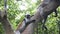 Red Colobus Monkey Sitting on Branch in Jozani Tropical Forest, Zanzibar, Africa