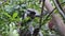 Red Colobus Monkey Sitting on Branch in Jozani Tropical Forest, Zanzibar, Africa