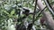 Red Colobus Monkey Sitting on Branch in Jozani Tropical Forest, Zanzibar, Africa