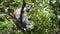 Red Colobus Monkey Sitting on Branch in Jozani Tropical Forest, Zanzibar, Africa