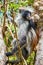 Red Colobus Monkey in tree (2)