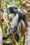 Red Colobus Monkey in tree