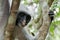 Red colobus (Piliocolobus kirki) monkey