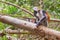 Red colobus (Piliocolobus kirki) monkey