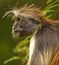 Red ColobusÂ´pungent stare