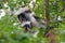 Red colobus with puppy.