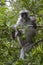 Red colobus of Zanzibar sitting on a tree branch in the sunny af