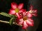 Red Color Adenium Flower Sand alone