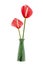 Red color anthurium flower in green ceramic vase isolated n white background