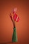 Red color anthurium flower in green ceramic vase on orange color background