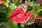 Red color anthurium in a garden.