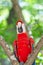 red color ara macaw parrot outside. photo of ara macaw parrot in zoo. ara macaw parrot bird.