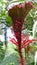 Red color beautiful flower in sri lanka