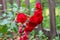 Red Color braided curly rose flowers close up on natural background wooden country fence view
