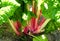 The red color branch of Swiss Chard `Peppermint`