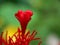 Red color Celosia flower or woolf flowers, ornamental plants