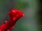 Red color Celosia flower or woolf flowers, ornamental plants