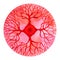 Red color of chakra symbol root concept