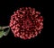 Red color chrysanthemums flower on black wall background. Minimalist still life