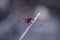 Red color dragon fly on a stick. Web patterned transparent wings are pretty good and attractive.