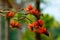 Red color flowers of Erythrina variegata, commonly known as tiger`s claw or Indian coral tree