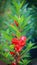 Red color garden balsam flower plant