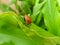 Red color insect walking on leaf