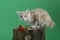 red color Kuril bobtail kitten close up photo on green background