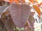 Red color leaf of tropical Smoke bush plant