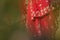 red color lehenga with chumki work