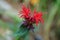 A red color of Monarda Rasberry Wine Bee Balm flower