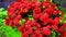 Red color natural flower with green leaf. Close up colorful flower video. Amazing natural beauty flower full hd video.