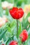 Red color tulip flower