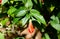 The red color of Turk`s Cap Hibiscus flowers