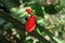 A red color Wax Mallow flower in the backyard