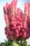 Red Colored Amaranth Flower - Celosia