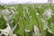 red colored Beetroot farm for harvest