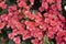 Red colored begonias Begonia tuberhybrida in garden