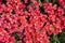 The Red colored begonias (Begonia tuberhybrida) in garden