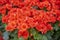 The Red colored begonias (Begonia tuberhybrida) in garden