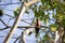 Red-colored bird, Madagascar Paradise-flycatcher, Terpsiphone mutata, reservations Tsingy, Ankarana, Madagascar