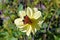 Red colored butterfly sitting on yellow flower bidens bipinnata with a green background