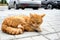 A red-colored cat sleeps in a car park among cars