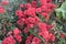 red colored chrysantheme rot tautropfen flower on farm