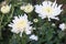 red colored chrysantheme rot tautropfen flower on farm