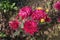 red colored chrysantheme rot tautropfen flower on farm