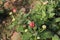 red colored chrysantheme rot tautropfen flower on farm